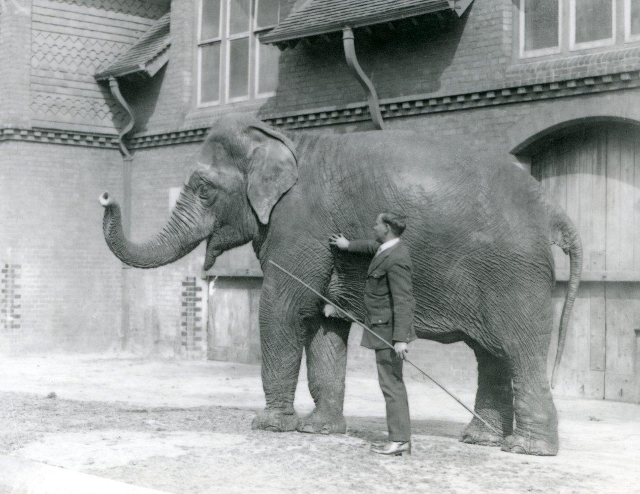 Syed Ali，1923年8月在伦敦动物园大象屋前训练Indiarani（bw photo） 作者 弗雷德里克·威廉·邦德