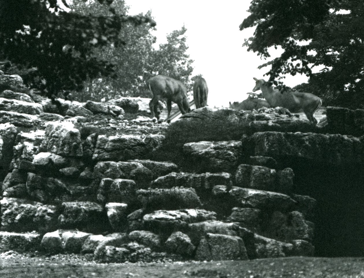 1924年6月伦敦动物园的ElandAnlope Paddock 作者 弗雷德里克·威廉·邦德