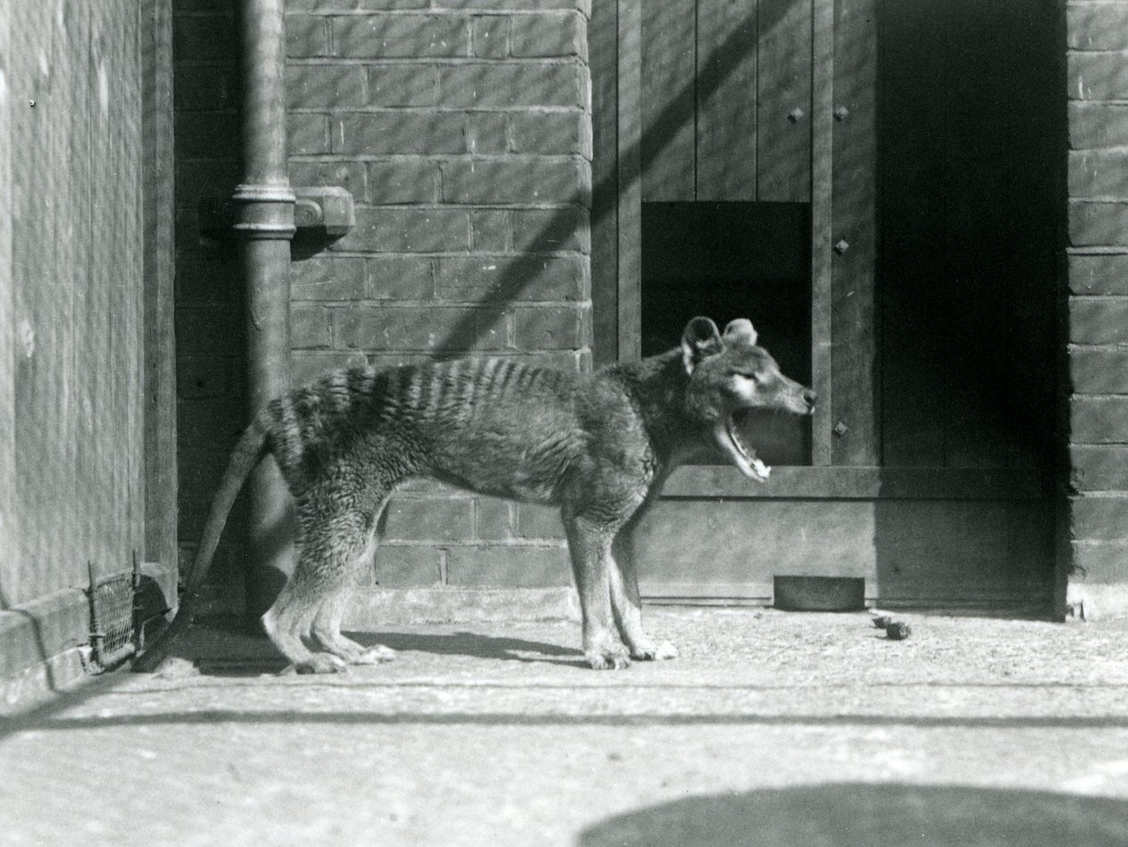 Thylacine/ Tasmanian Wolf at London Zoo in August 1926 (b/w photo) 作者 弗雷德里克·威廉·邦德
