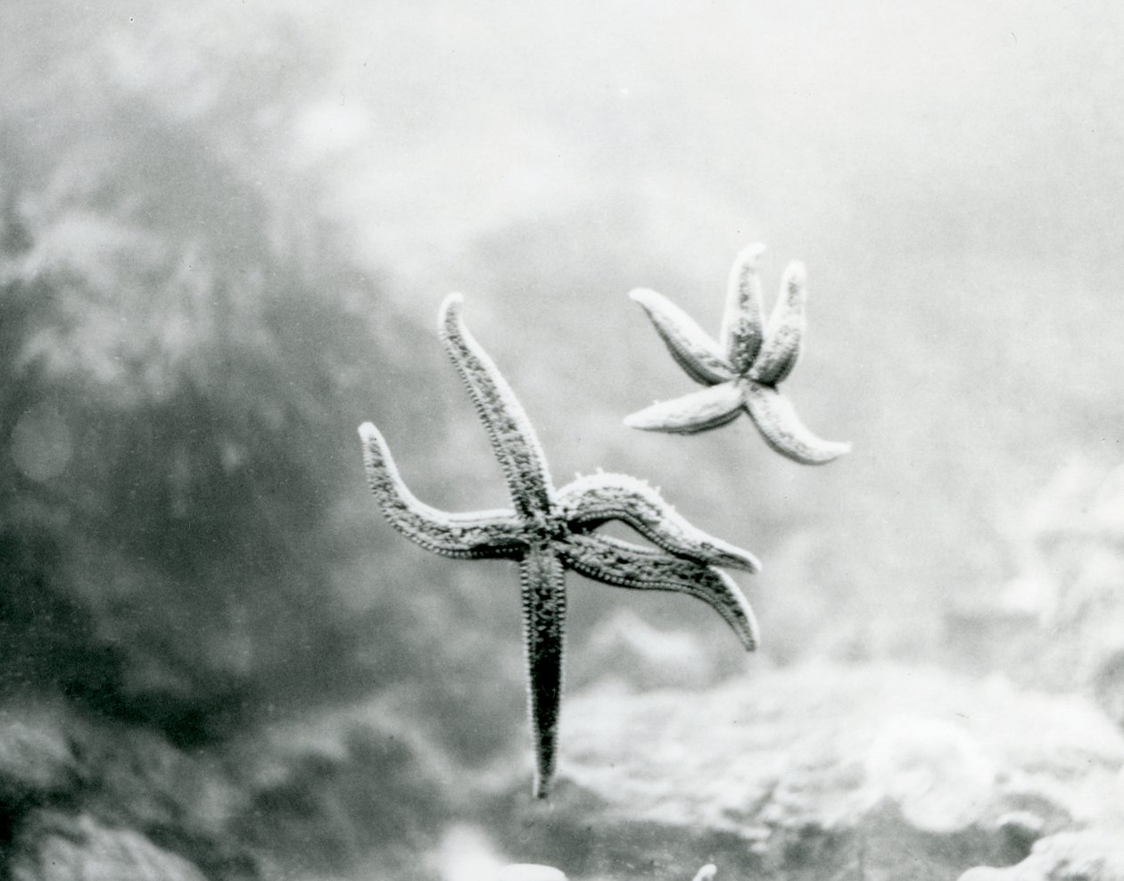 两个海星，在水族馆玻璃上，在1925年3月在伦敦动物园展示他们的下面 作者 弗雷德里克·威廉·邦德