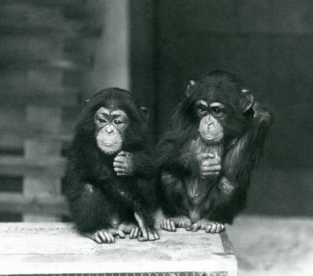 两只幼小黑猩猩坐一个木板箱，伦敦动物园，1924年 作者 弗雷德里克·威廉·邦德