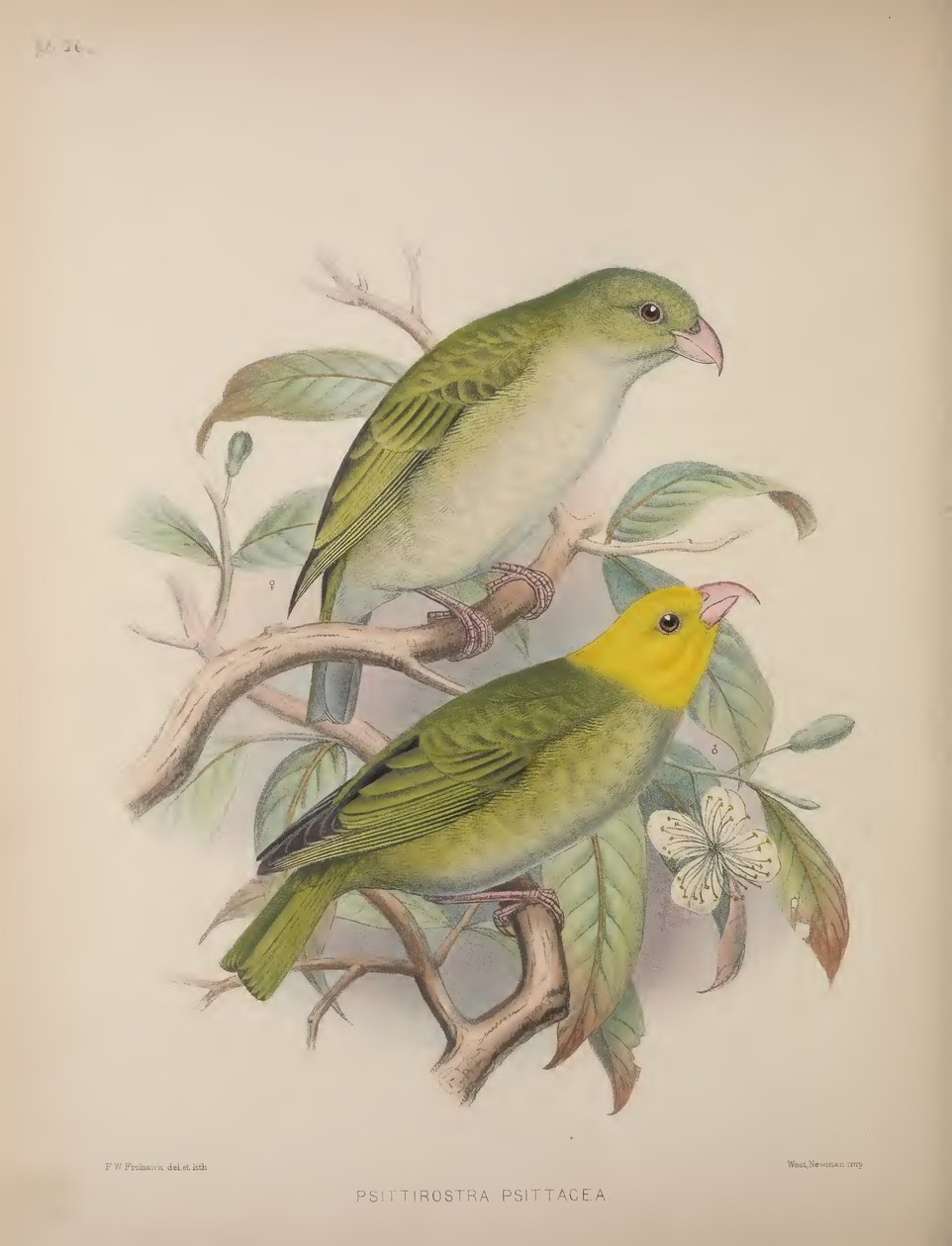 Psittirostra Psittacea，选自斯科特-威尔逊（Scott B. Wilson）的《Aves Hawaiienses : the birds of the Sandwich Islands》。 作者 弗雷德里克·威廉·弗罗霍克
