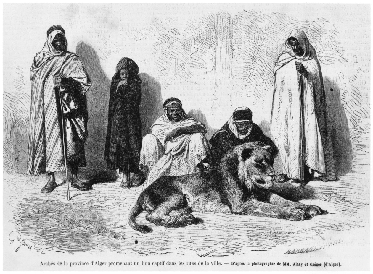 来自阿尔及尔省的一群阿拉伯男子，在1864年1月的Le Monde Illustre，在城镇的街道上与一只被捕的狮子走来走去 作者 法国摄影师