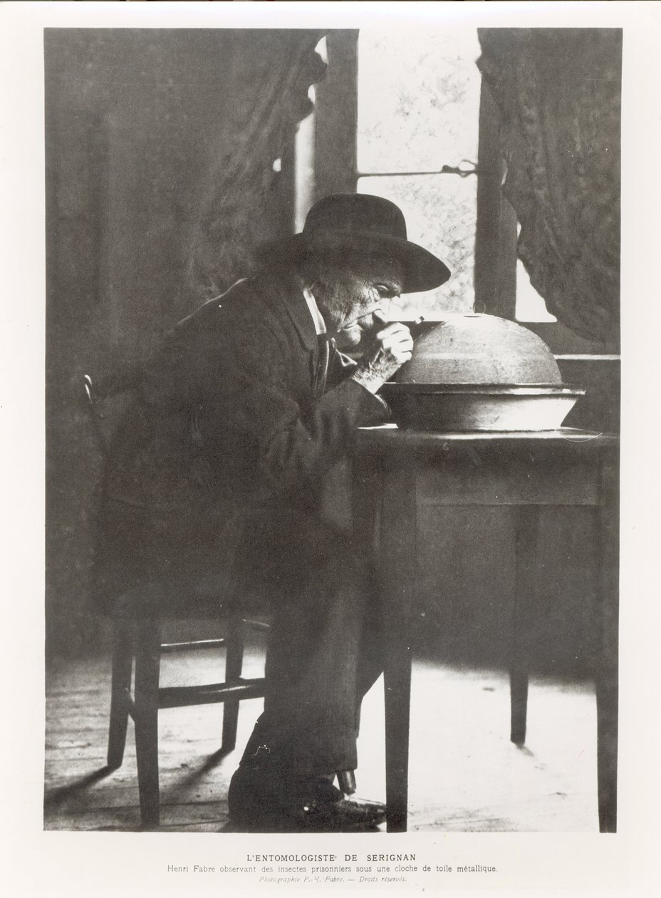Jean-Henri Fabre（1823-1915）观察昆虫，来自昆虫学记忆，于1924年出版 作者 法国摄影师