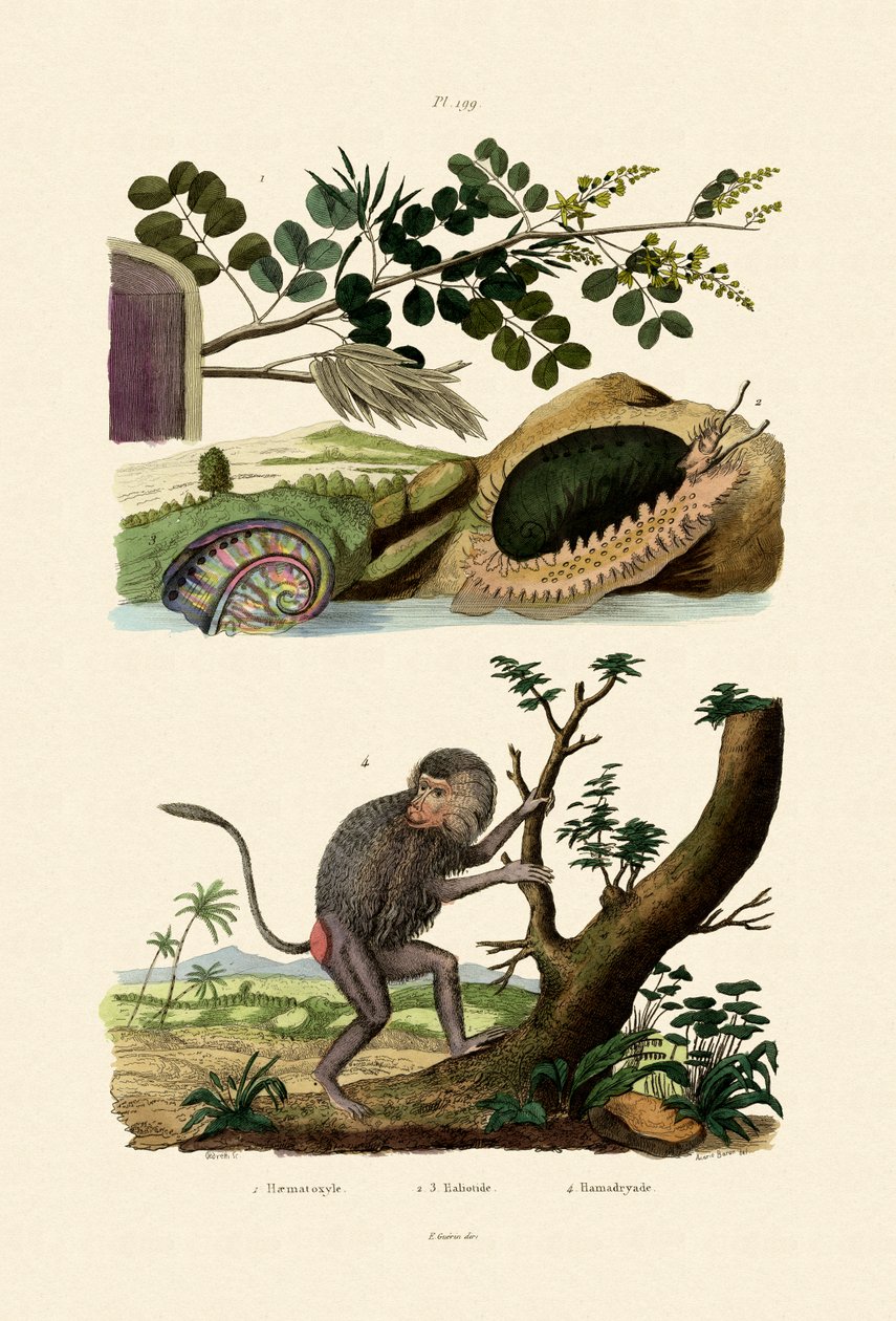 鲍鱼，1833-39 作者 法语学校
