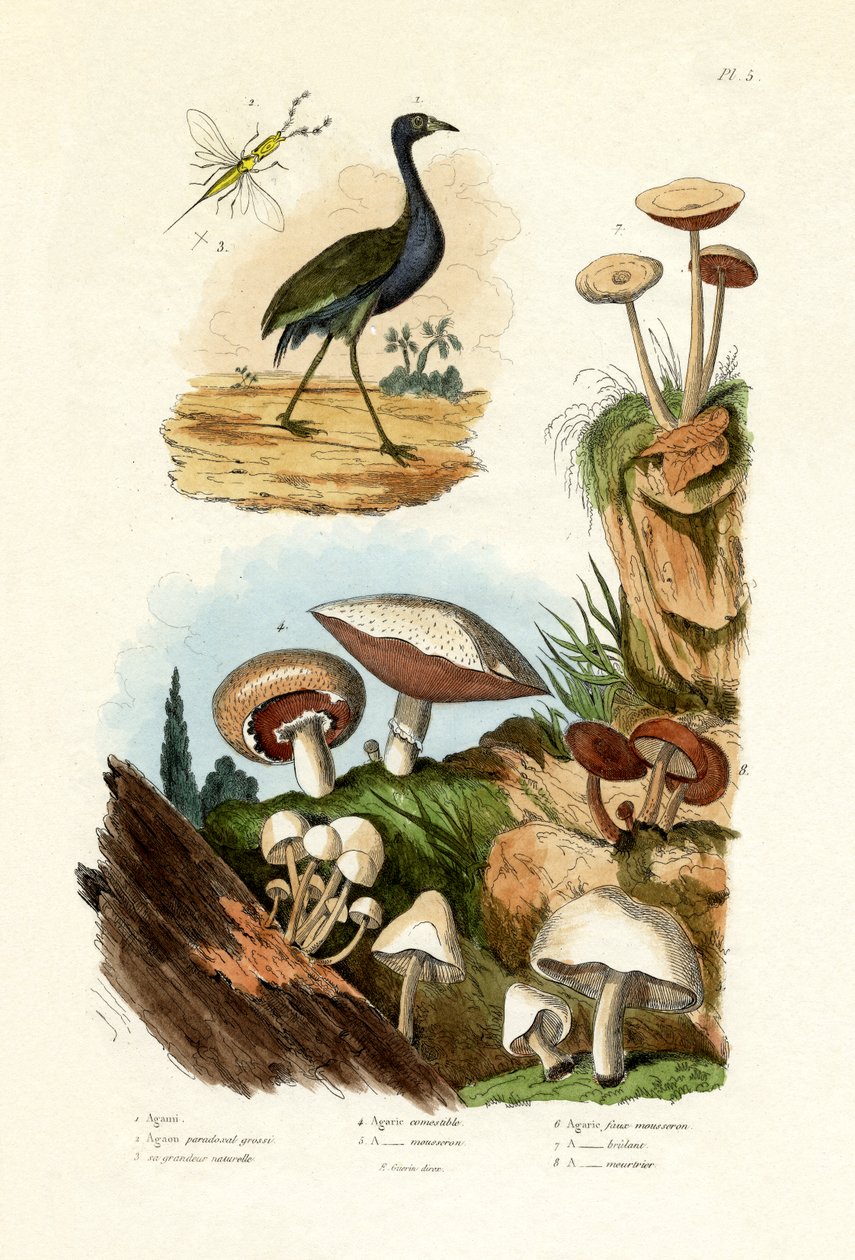 Agami Heron，1833-39 作者 法语学校