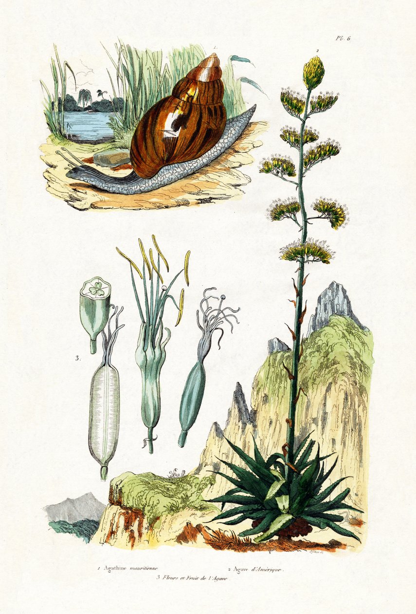 玛瑙蜗牛，1833-39 作者 法语学校