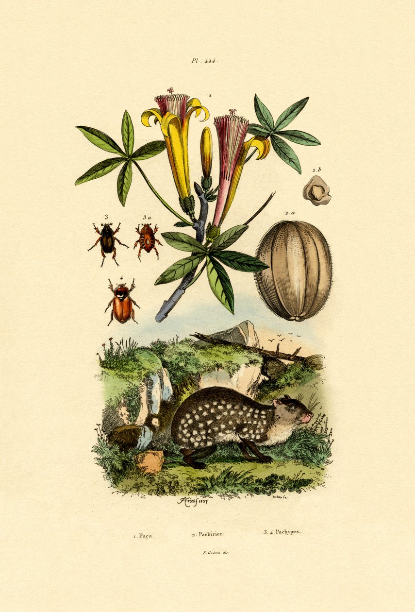 Agouti，1833-39 作者 法语学校