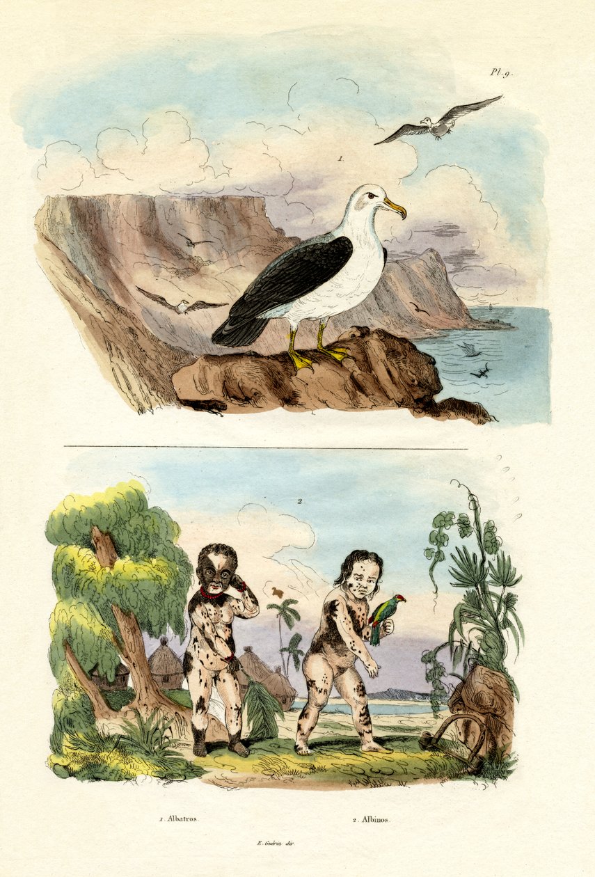 信天翁，1833年至1939年 作者 法语学校