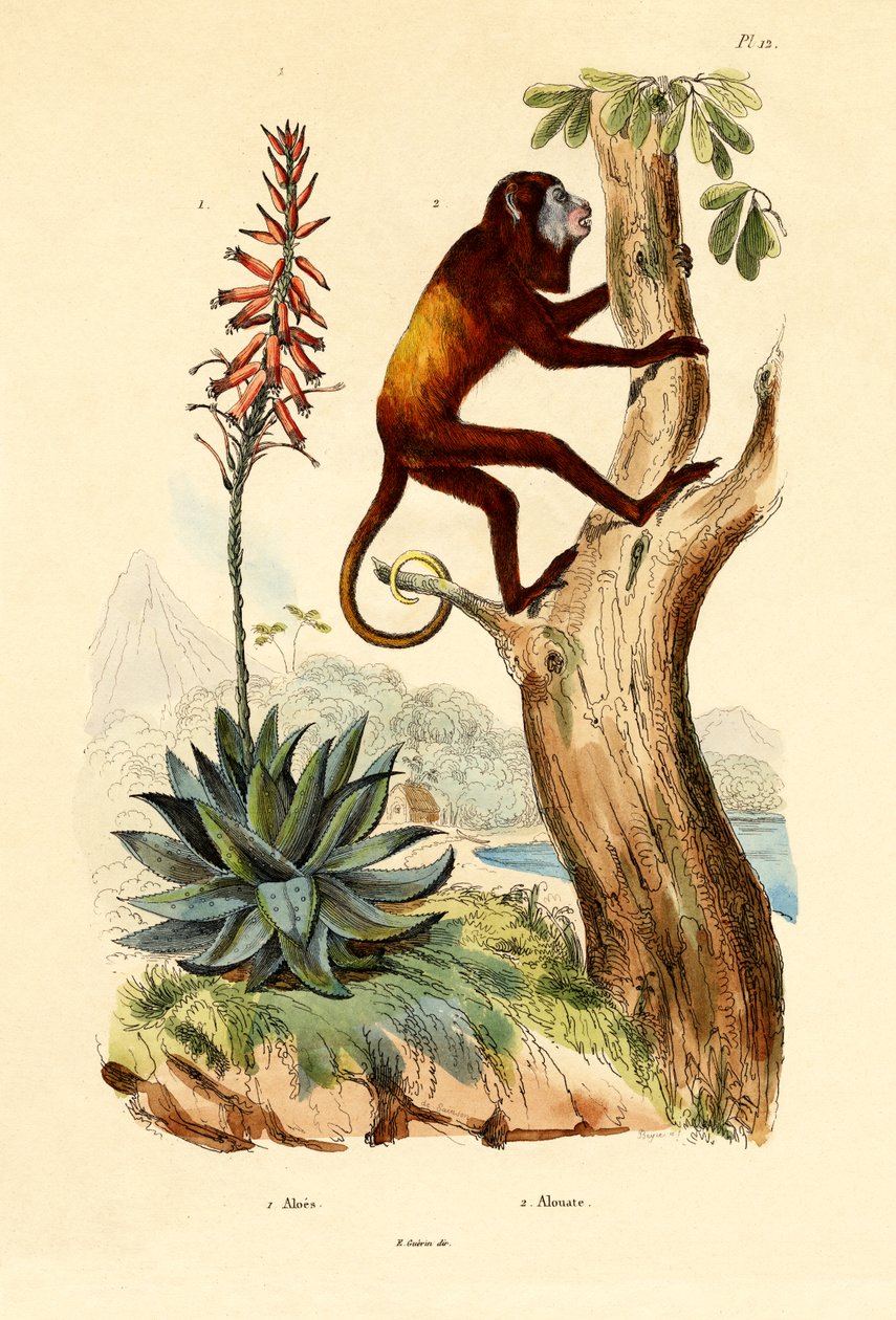 芦荟，1833-39 作者 法语学校