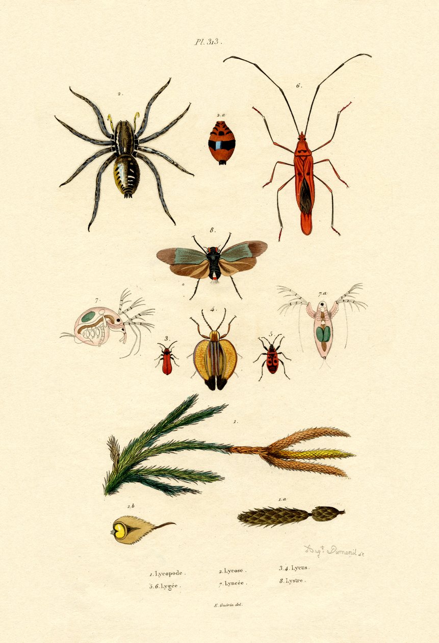 Alpine Clubmoss，1833-39 作者 法语学校