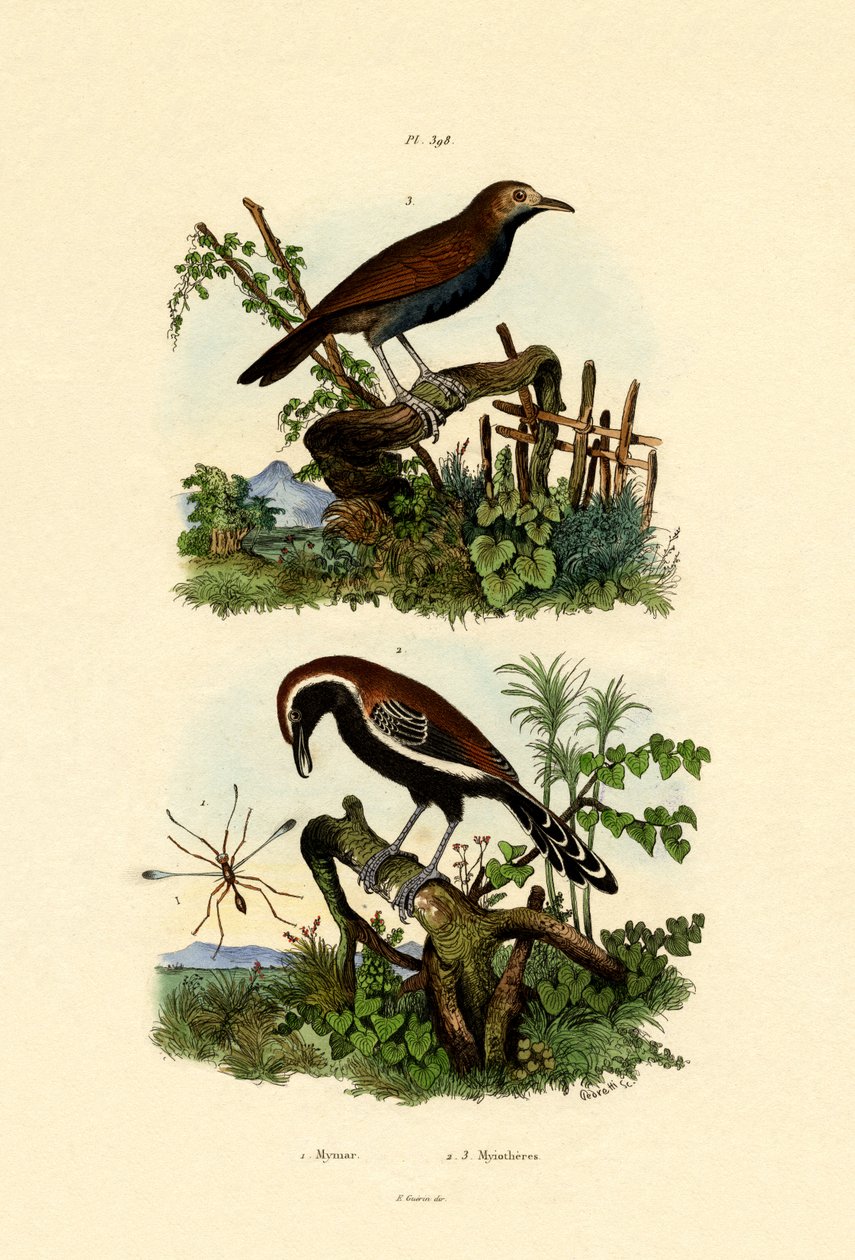 Antbirds，1833-39 作者 法语学校