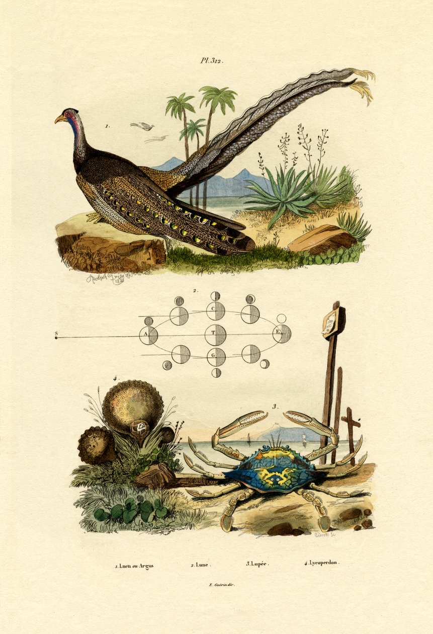 Argus Pheasant，1833-39 作者 法语学校