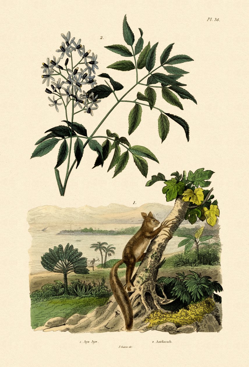 Aye-Aye，1833-39 作者 法语学校