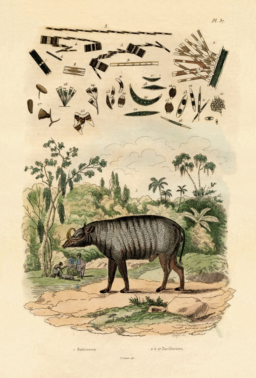 Babirusa，1833-39 作者 法语学校