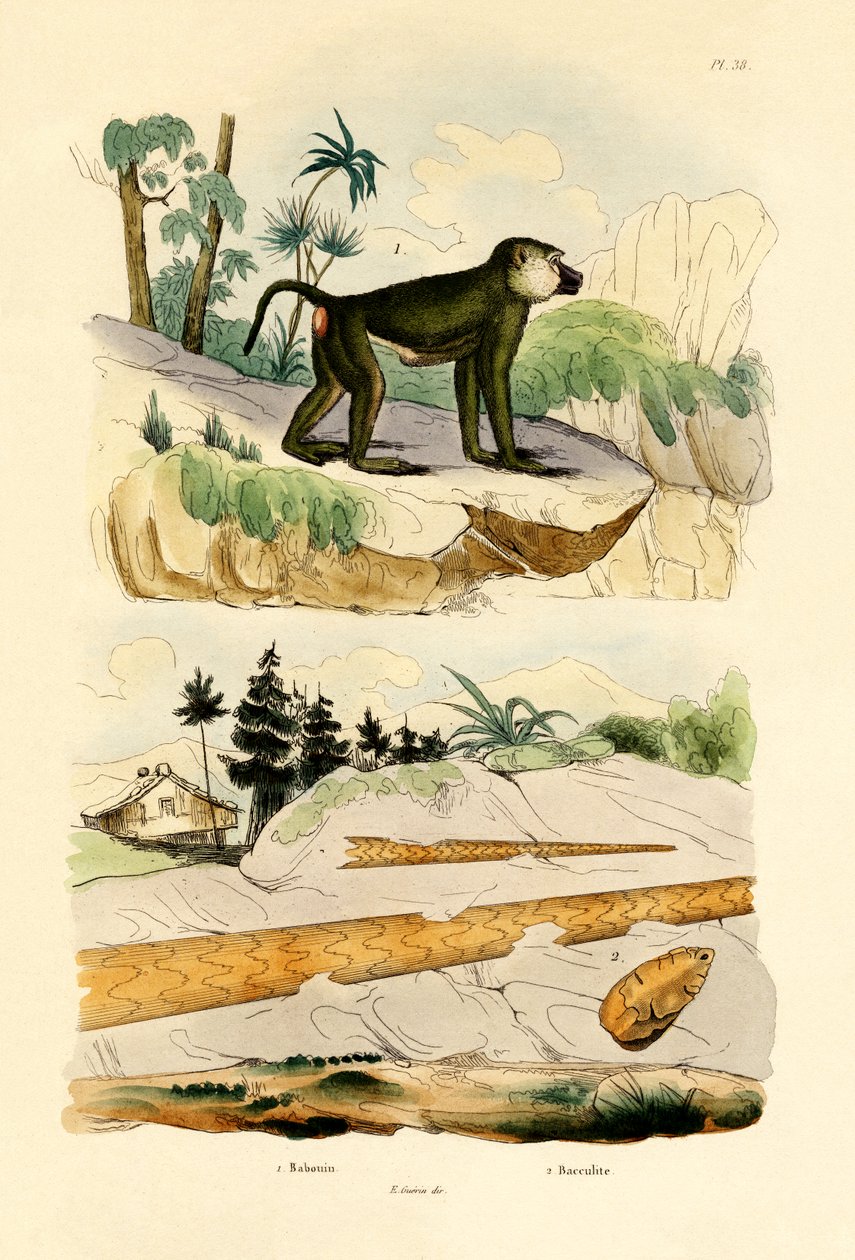 狒狒，1833年至1939年 作者 法语学校