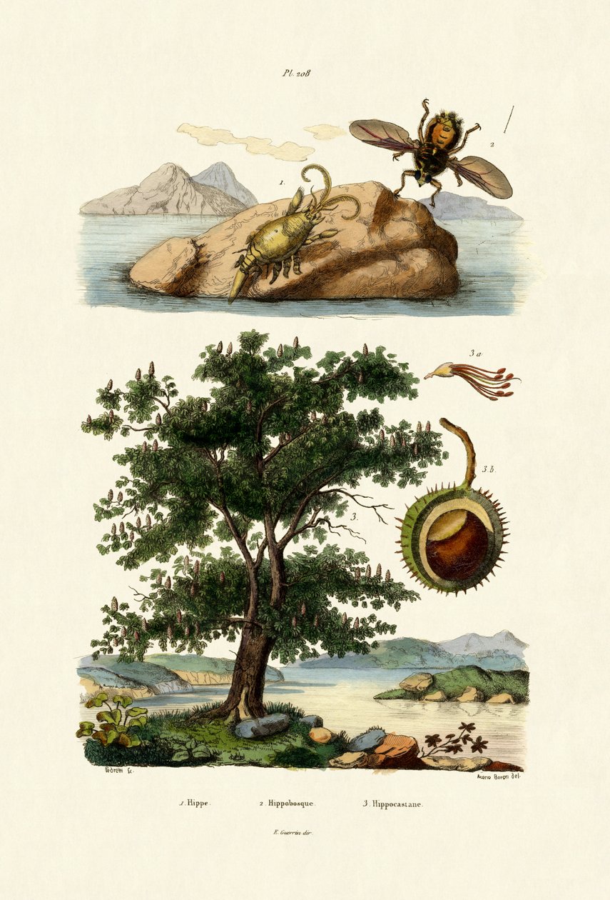 Bait Bug，1833-39 作者 法语学校