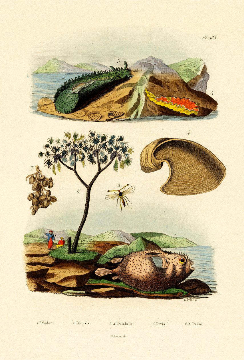 Balloonfish，1833-39 作者 法语学校