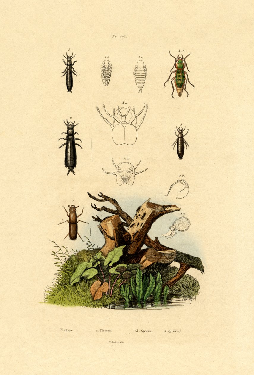 Bark Beetle，1833-39 作者 法语学校