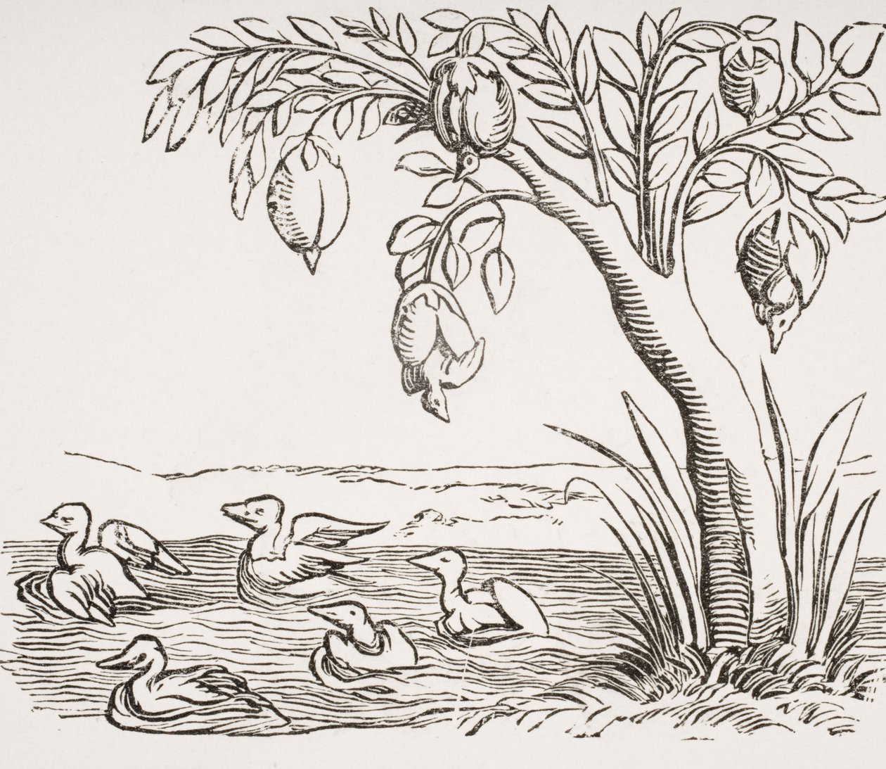 Barnacle Geese，1552年“普遍的宇宙学”中的木刻，来自&39;中世纪和文艺复兴&39;的Paul Lacroix（1806-84），于1847年出版 作者 法语学校