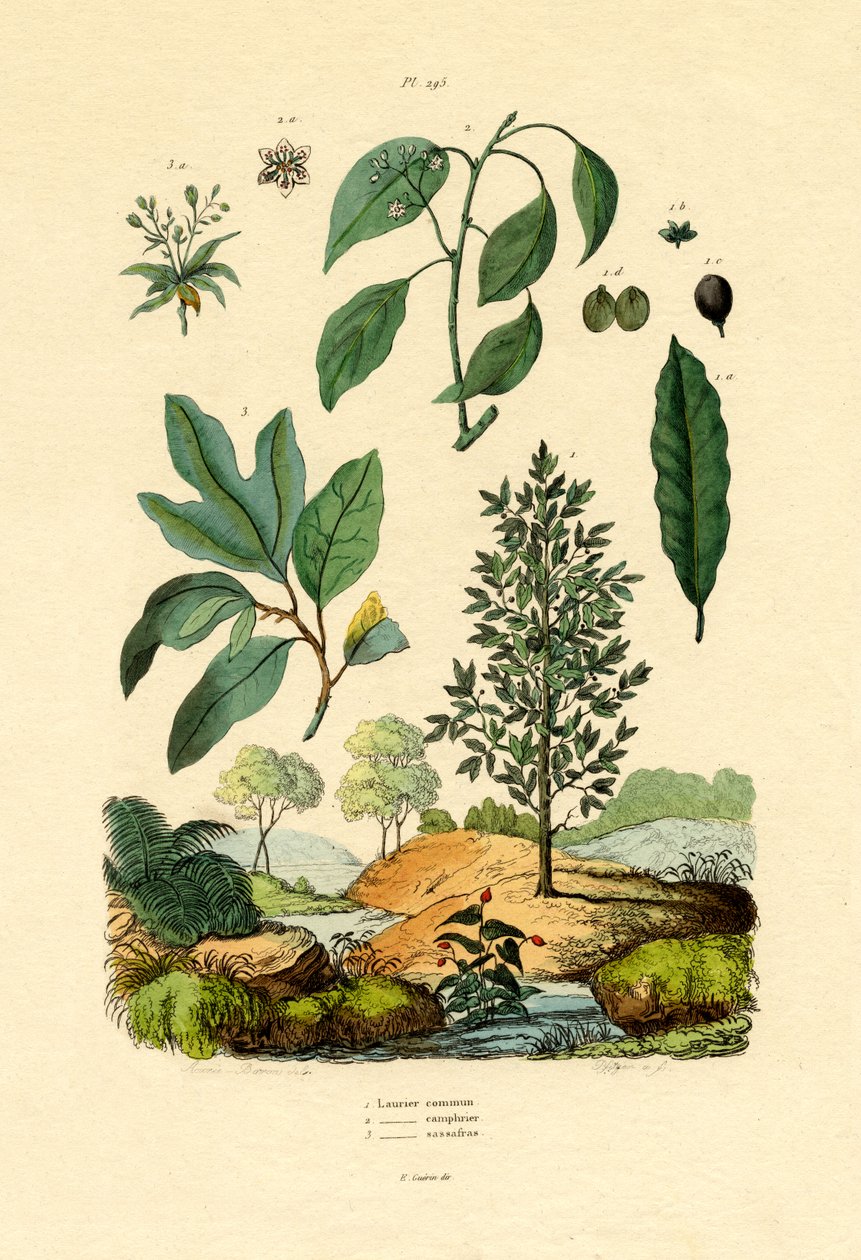 Bay Laurel，1833-39 作者 法语学校