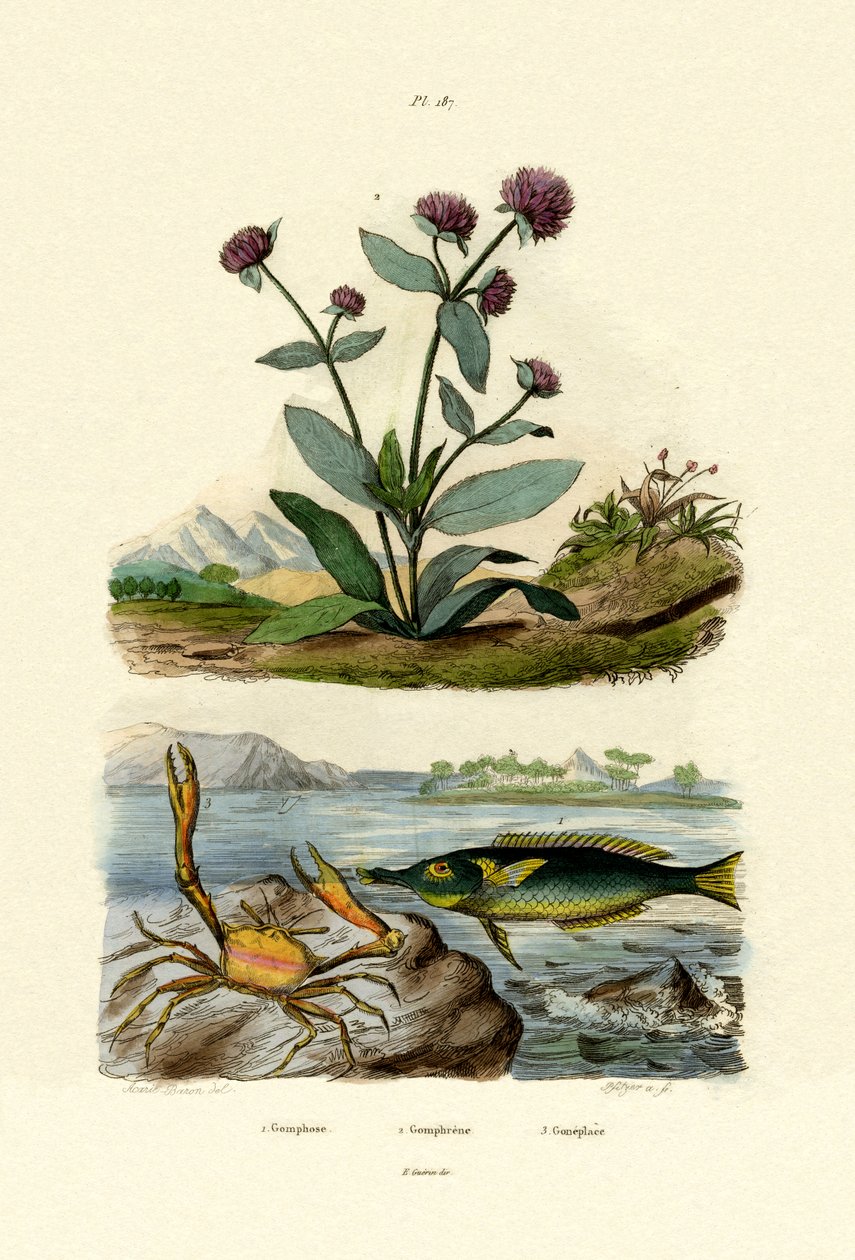 Bird Wrasse，1833-39 作者 法语学校
