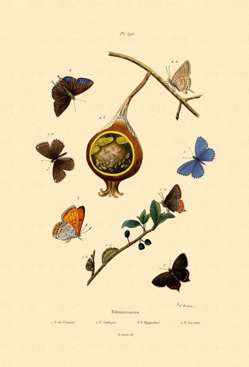 Black Hairstreak，1833-39 作者 法语学校