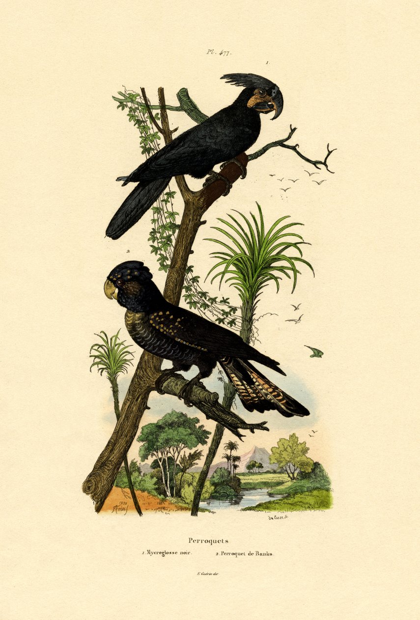 黑棕榈鹦鹉，1833-39 作者 法语学校