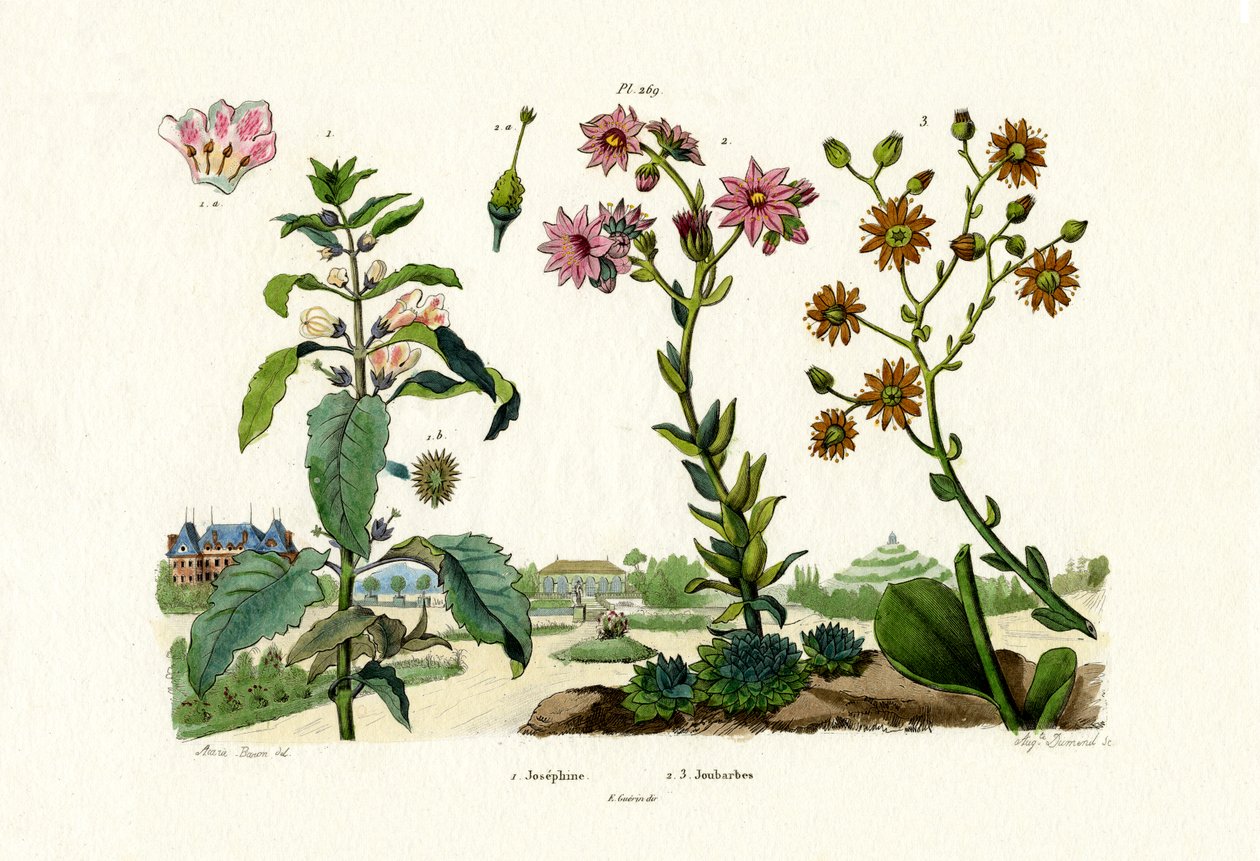 血石，1833-39 作者 法语学校