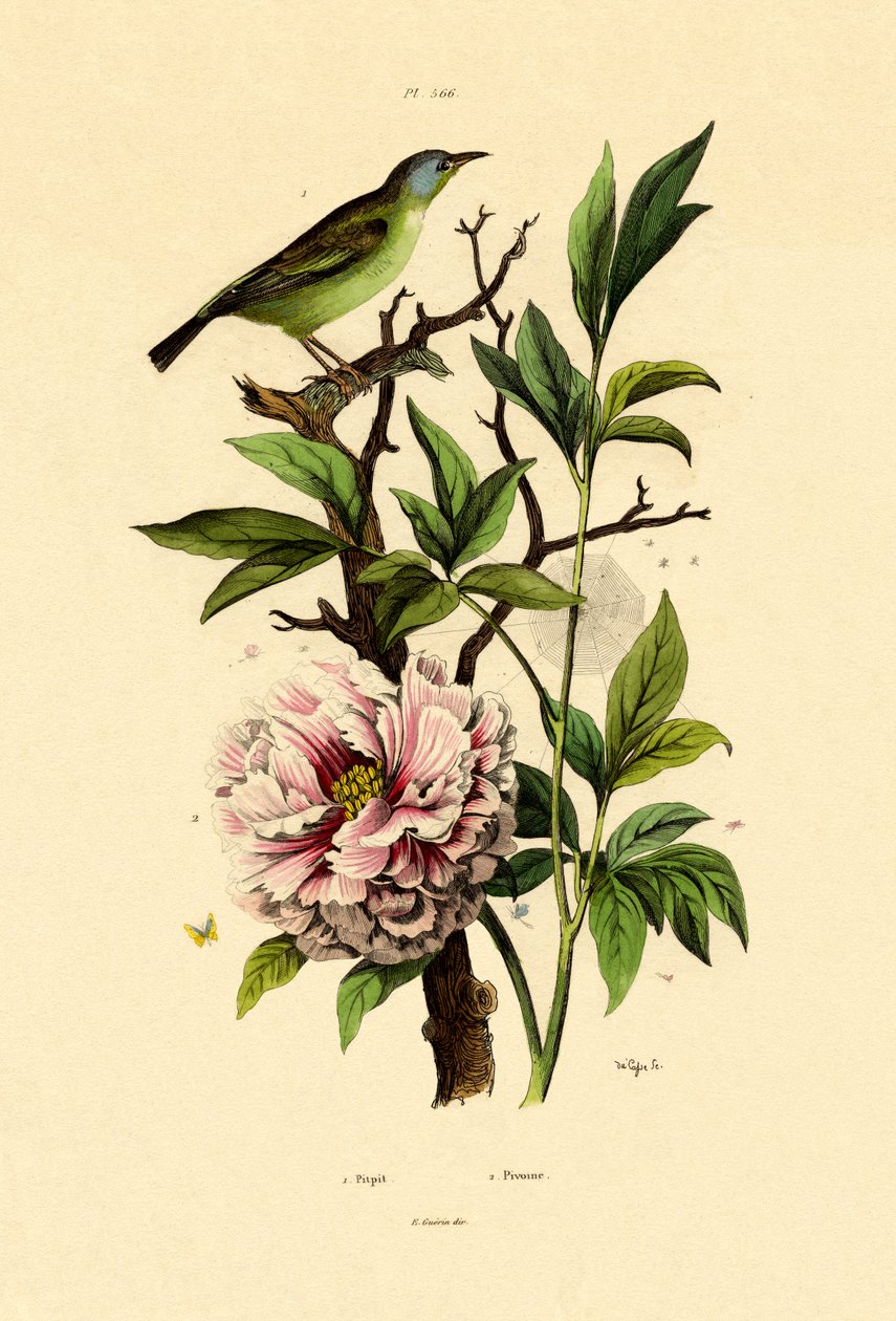 Blue Dacnis，1833-39 作者 法语学校