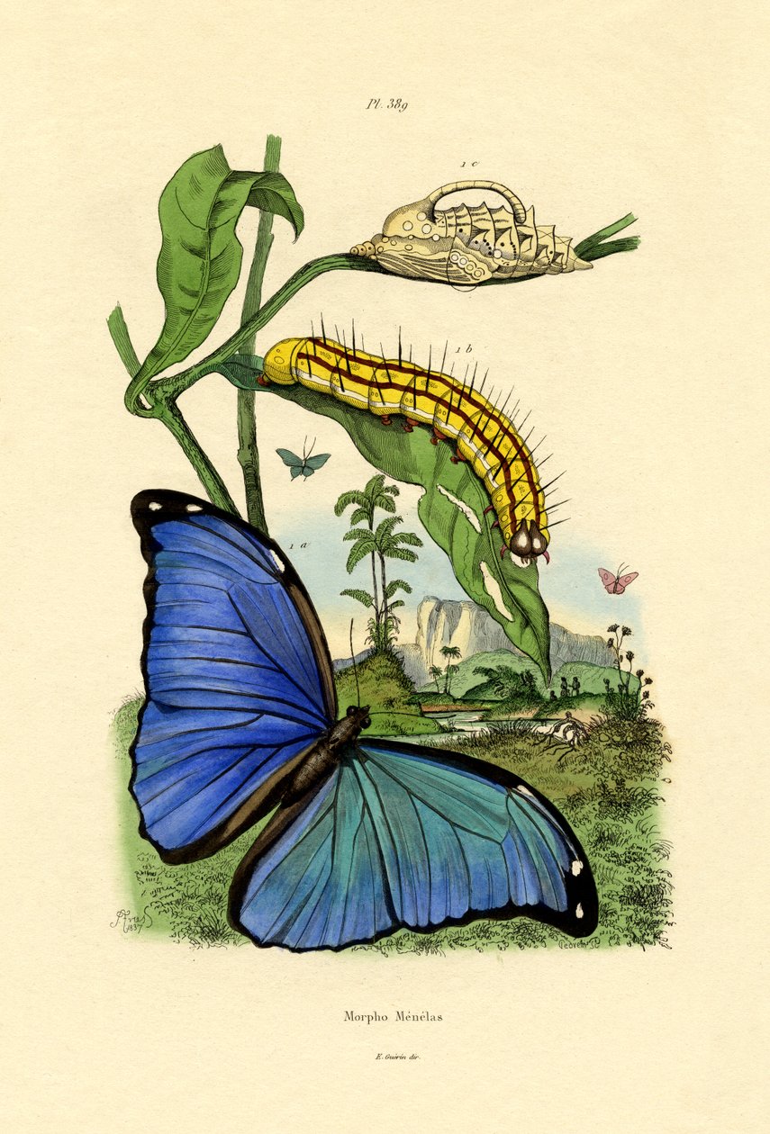 蓝色Morpho，1833-39 作者 法语学校