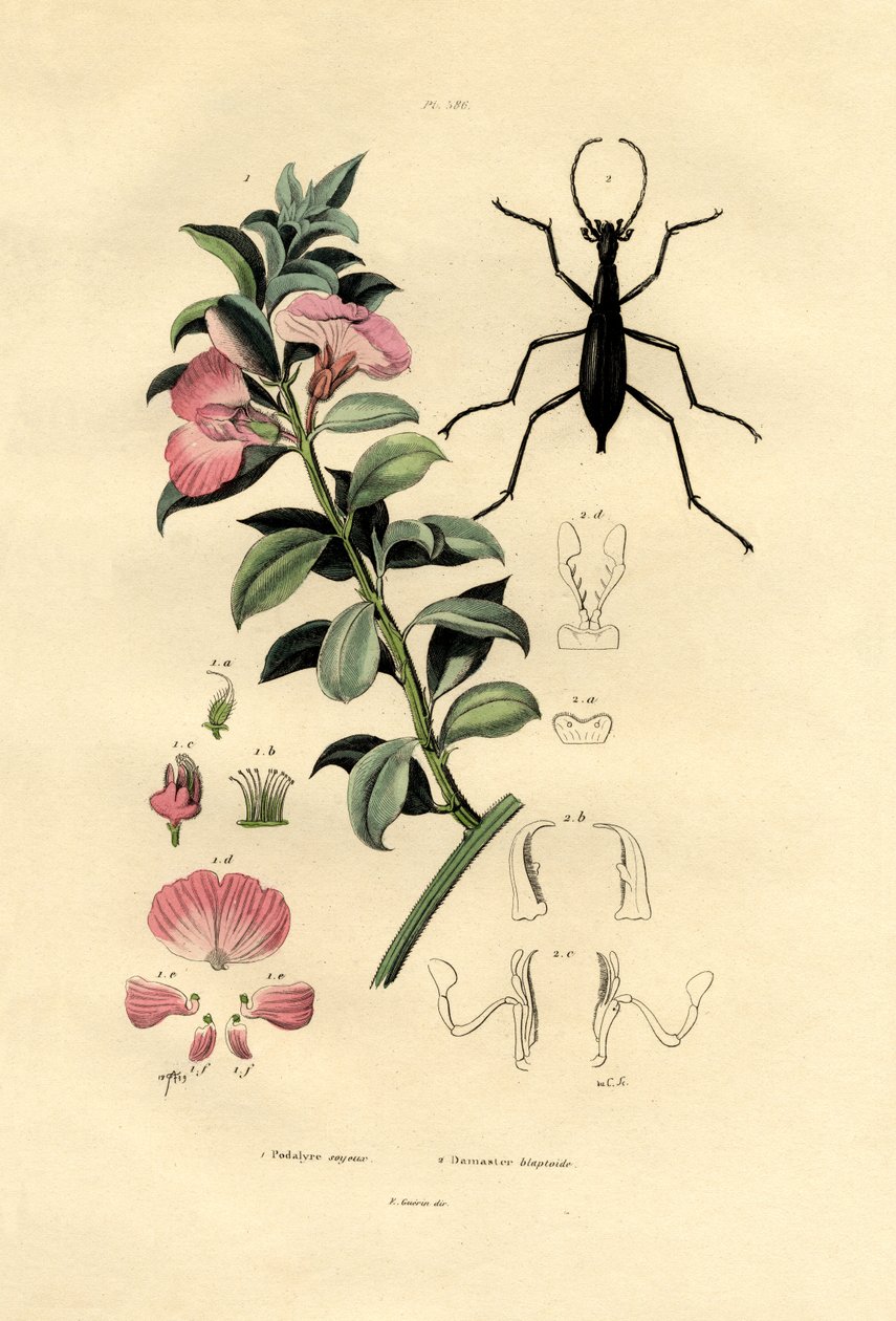 蓝野靛蓝，1833-39 作者 法语学校