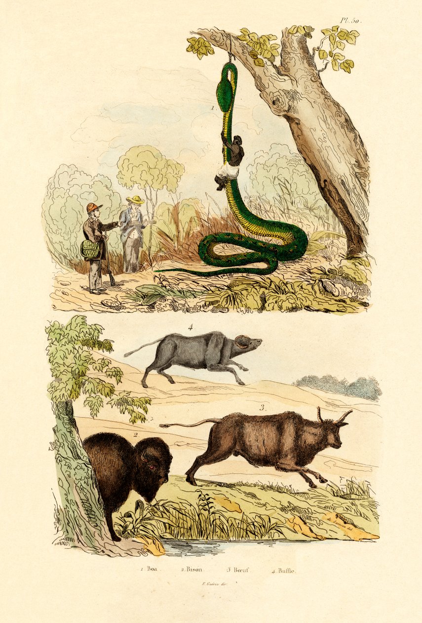 好，1833-39 作者 法语学校