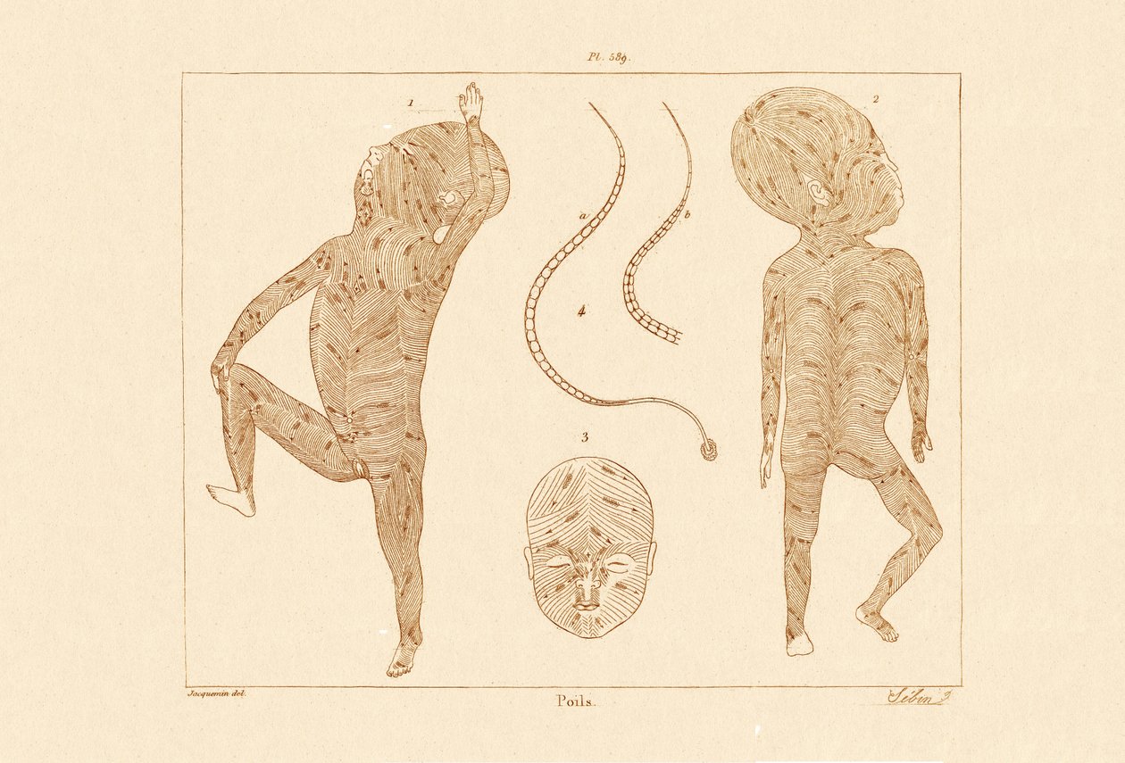 体毛，1833-39 作者 法语学校