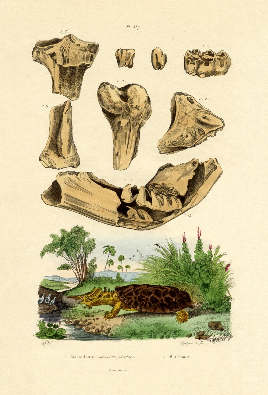 骨化石，1833-39 作者 法语学校