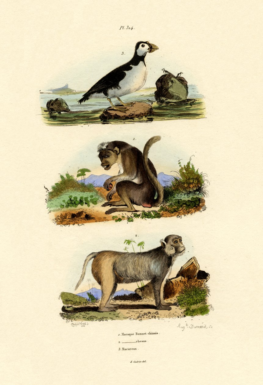 Bonnet Macaque，1833-39 作者 法语学校