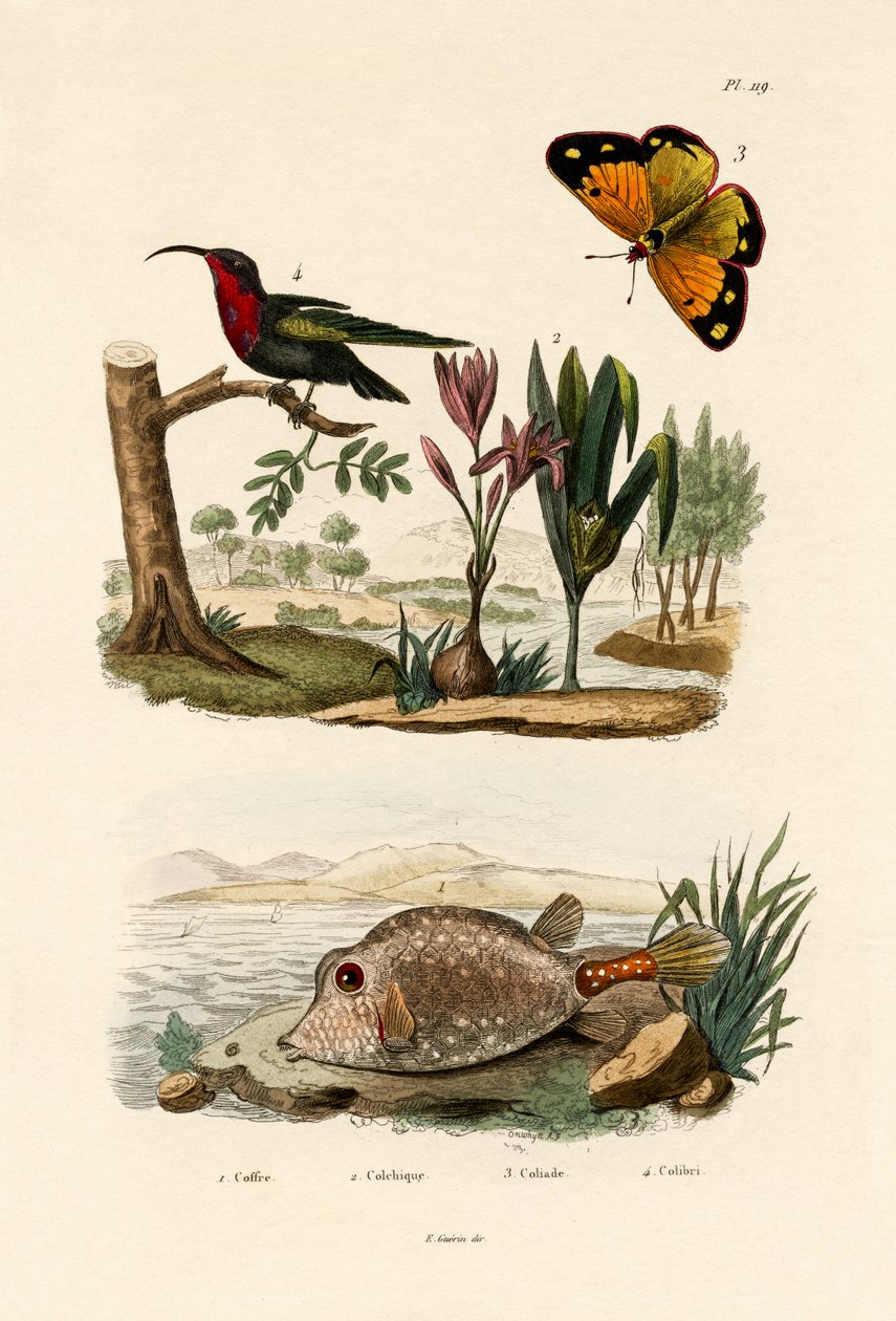 Boxfish，1833-39 作者 法语学校