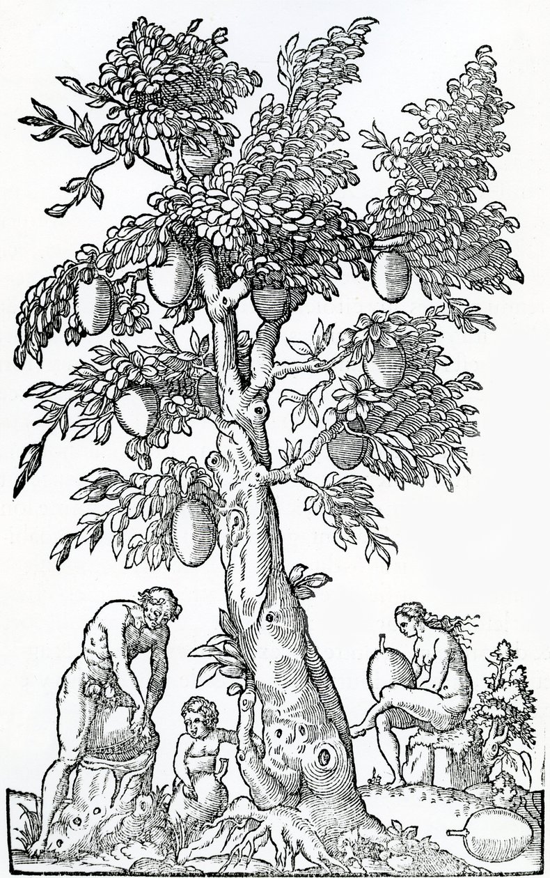 面包果收获，从法国Antarctique的奇点的例证，由安德烈de Thevet，1558 作者 法语学校
