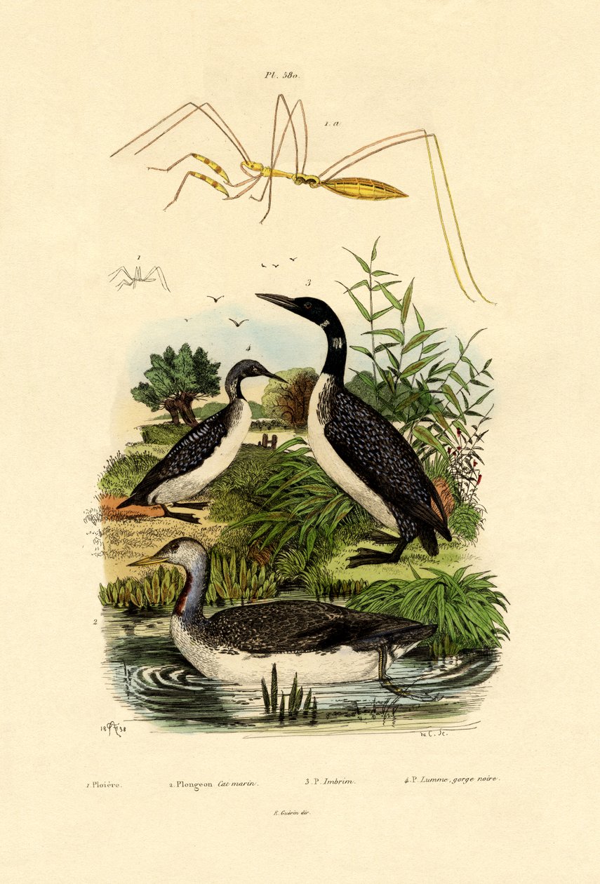 虫子，1833-39 作者 法语学校