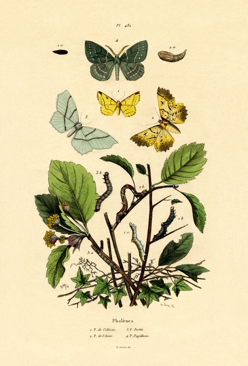 蝴蝶，1833-39 作者 法语学校