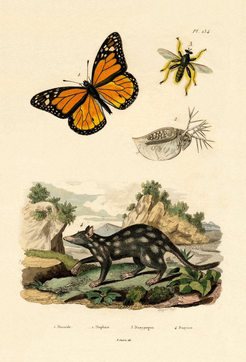 蝴蝶，1833-39 作者 法语学校