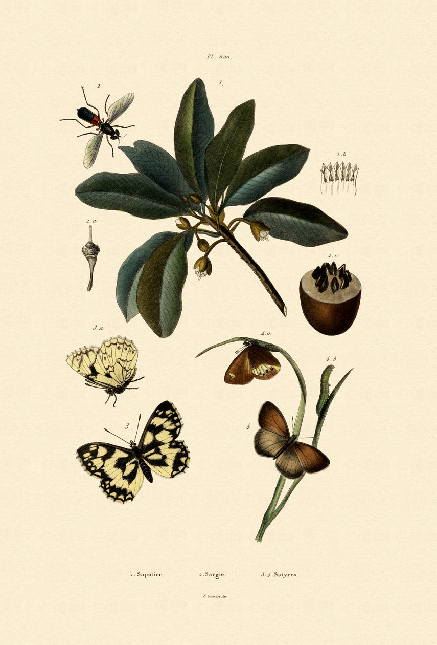 蝴蝶，1833-39 作者 法语学校