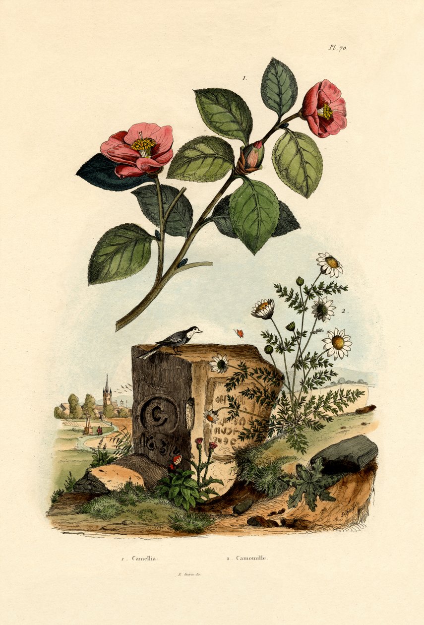 山茶花，1833-39 作者 法语学校