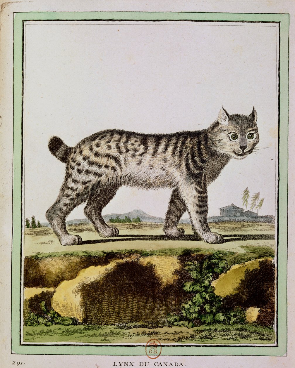 加拿大山猫（Lynx Canadensis） 作者 法语学校