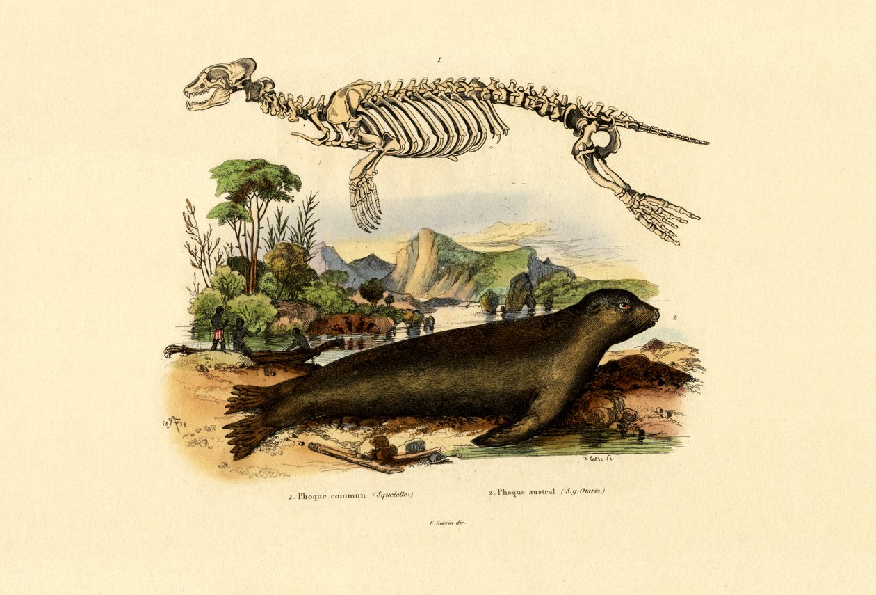 Cape Fur Seal，1833-39 作者 法语学校