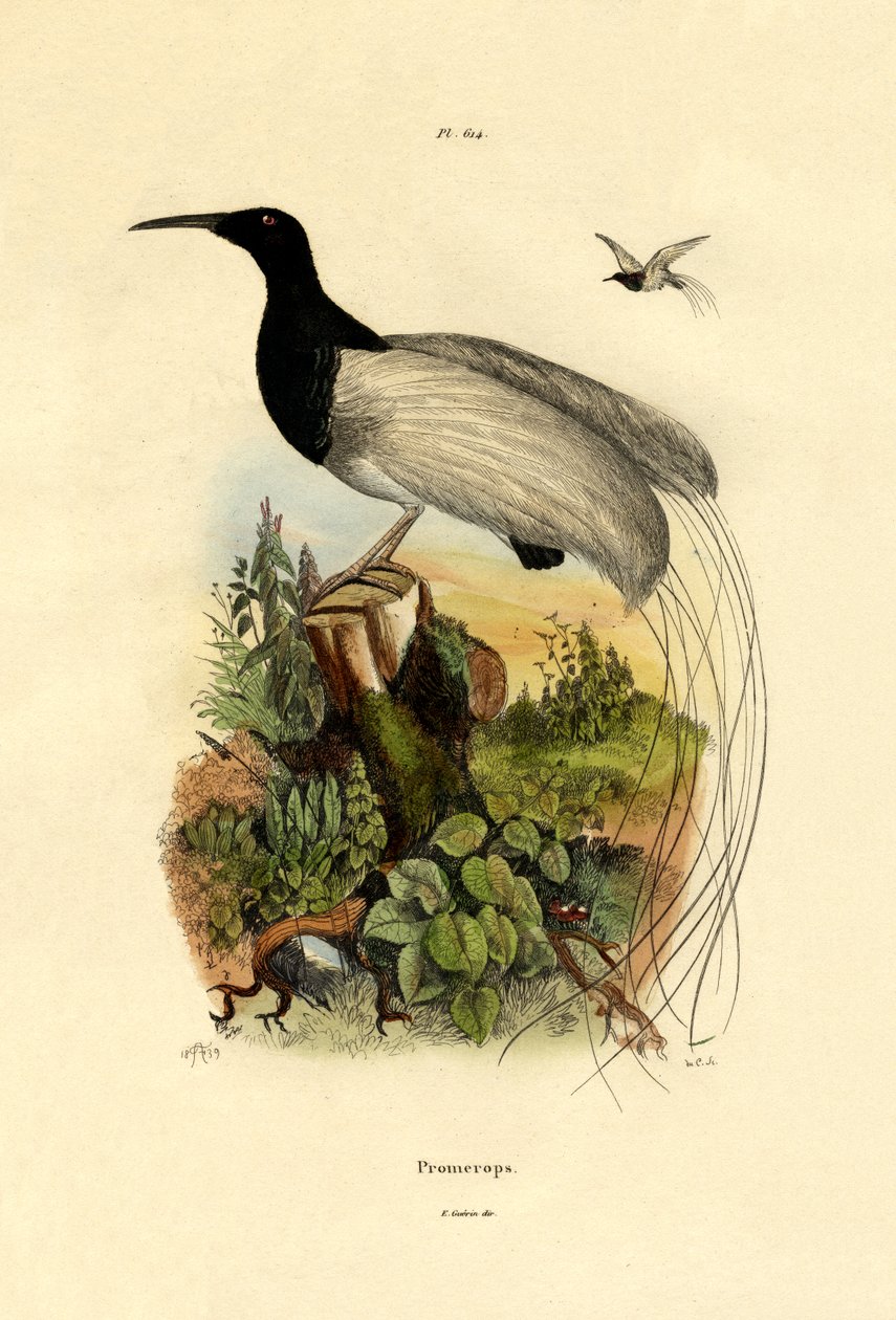 Cape sugarbird，1833-39 作者 法语学校