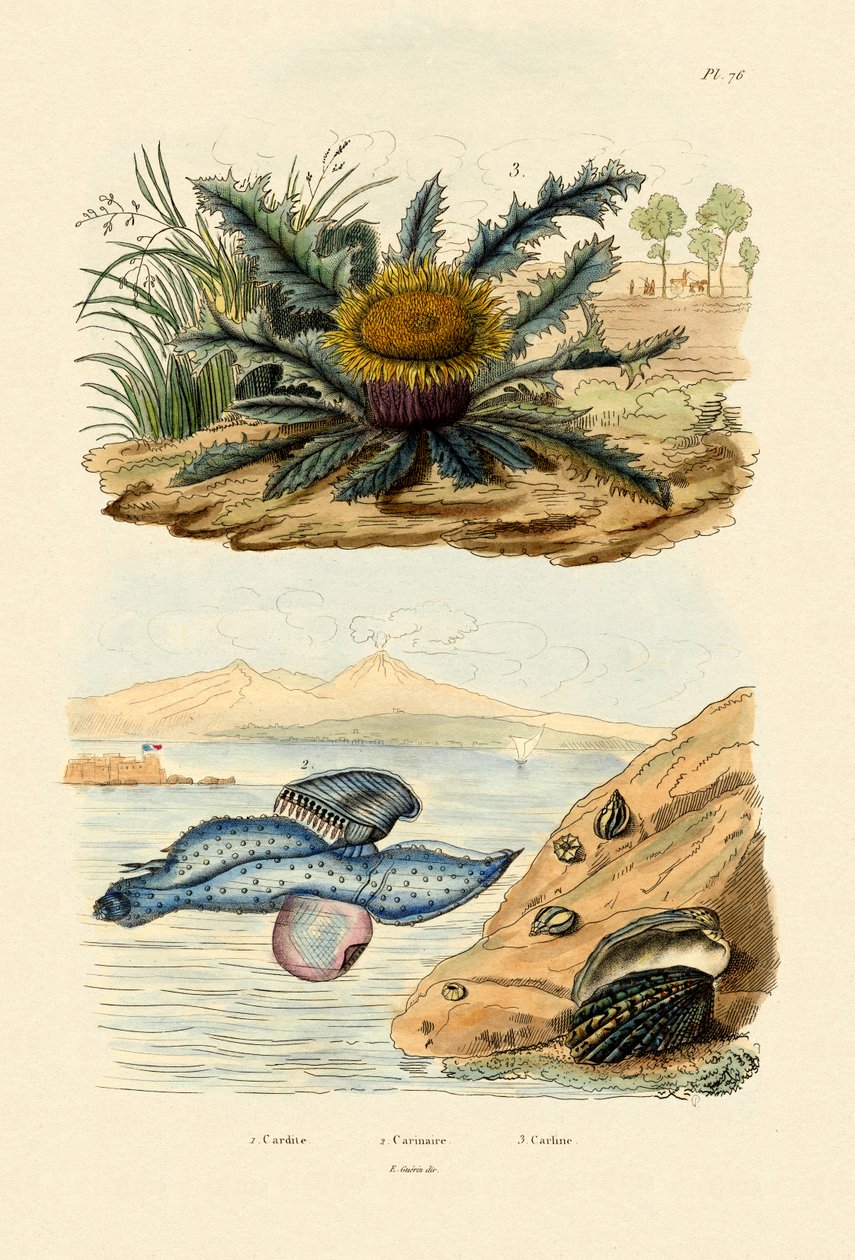 Cardita Shell，1833-39 作者 法语学校