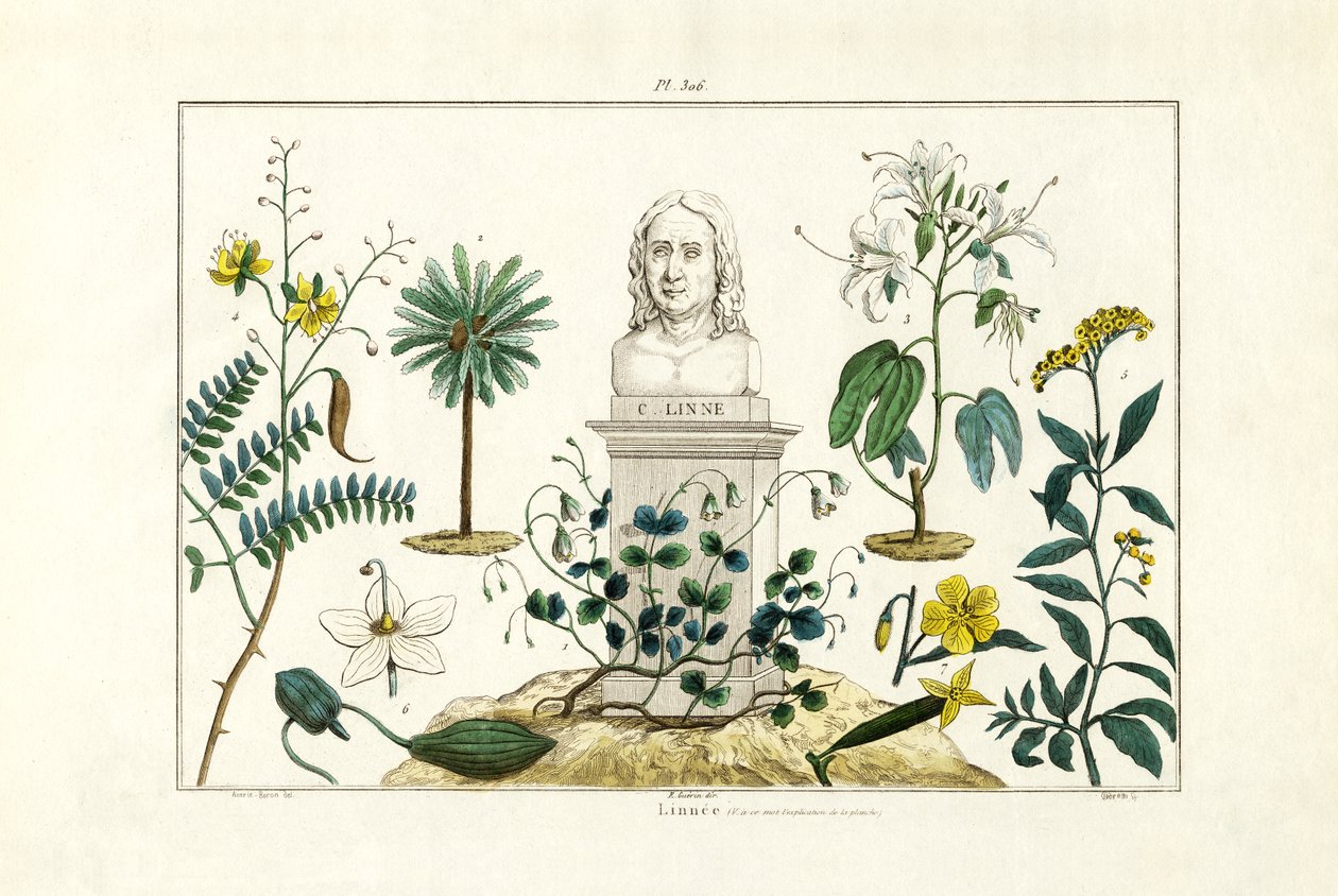 CarlvonLinnée，1833-39 作者 法语学校