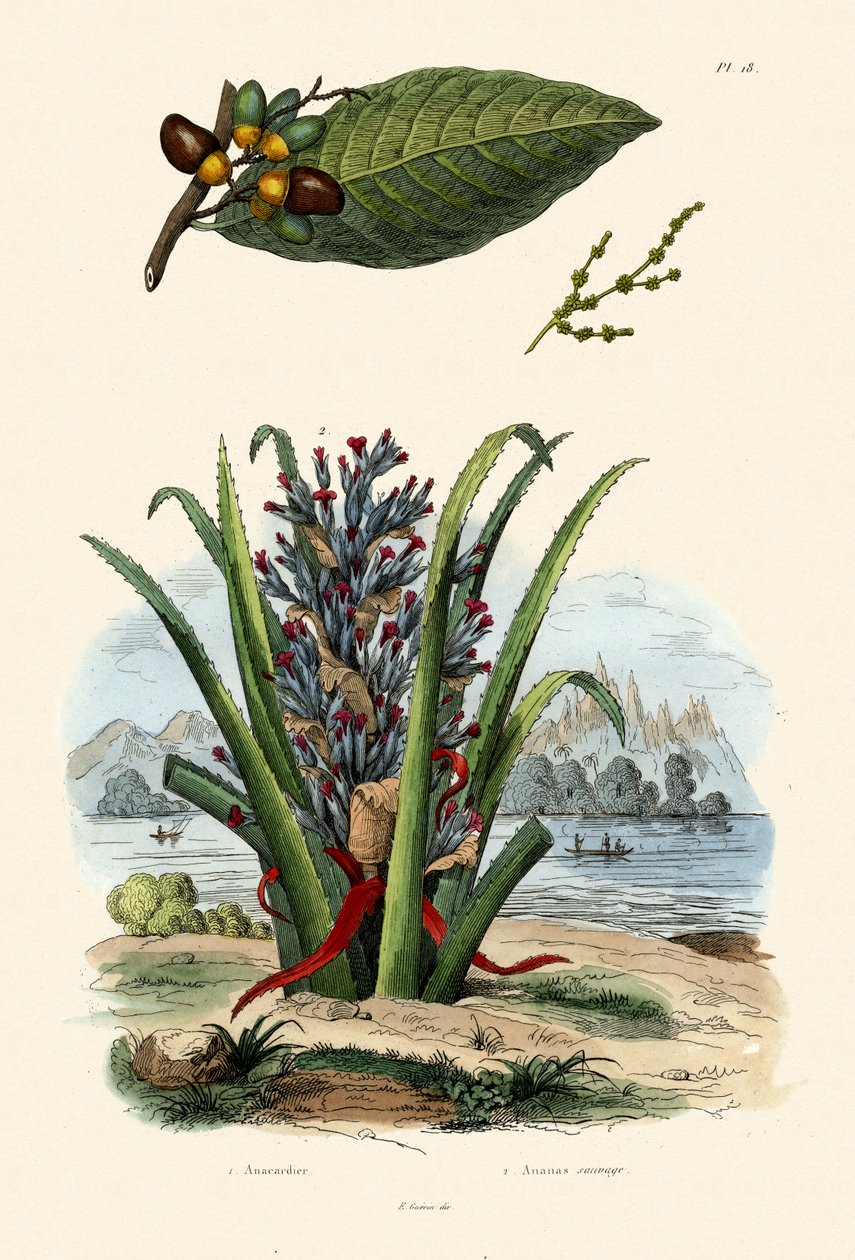 腰果树，1833-39 作者 法语学校
