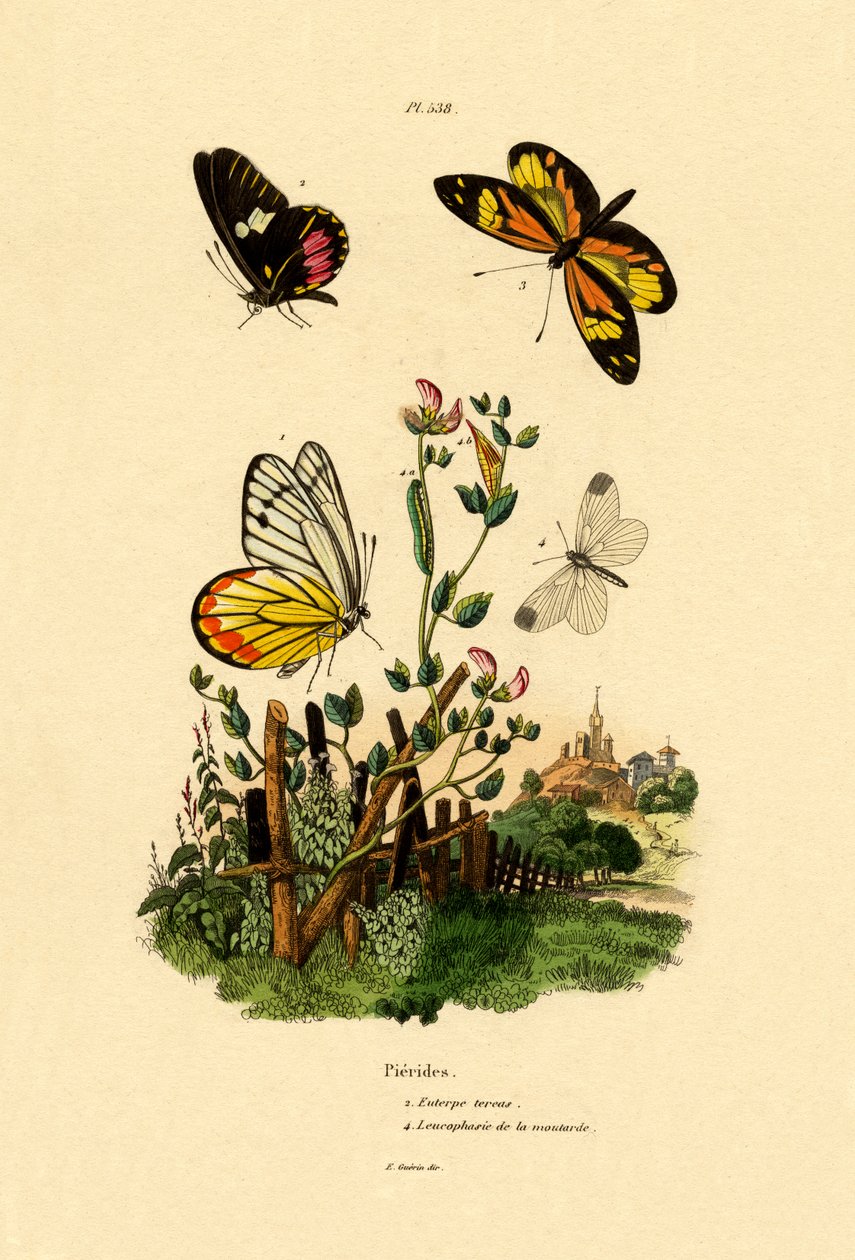 Cattleheart Mimic-White，1833-39 作者 法语学校